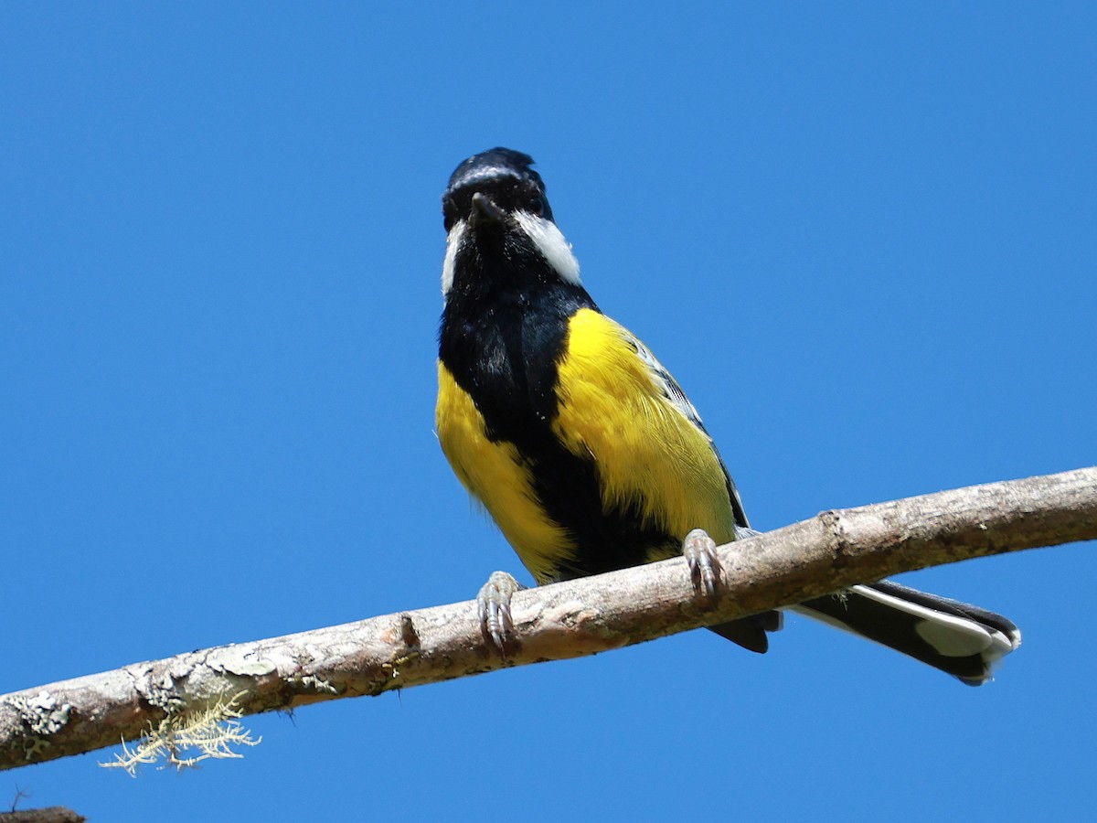 Bergkohlmeise - ML647684148