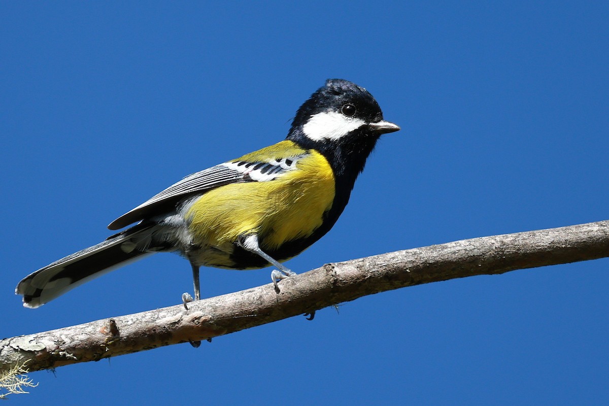 Bergkohlmeise - ML647684150