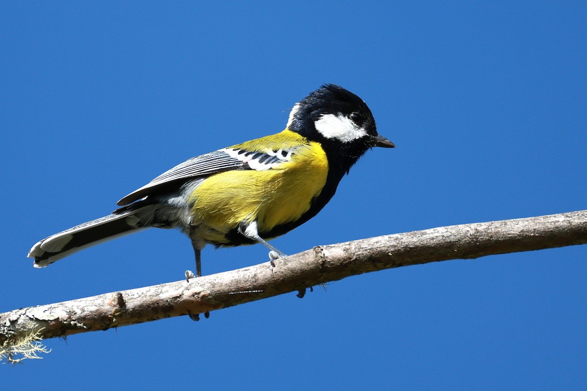 Bergkohlmeise - ML647684151