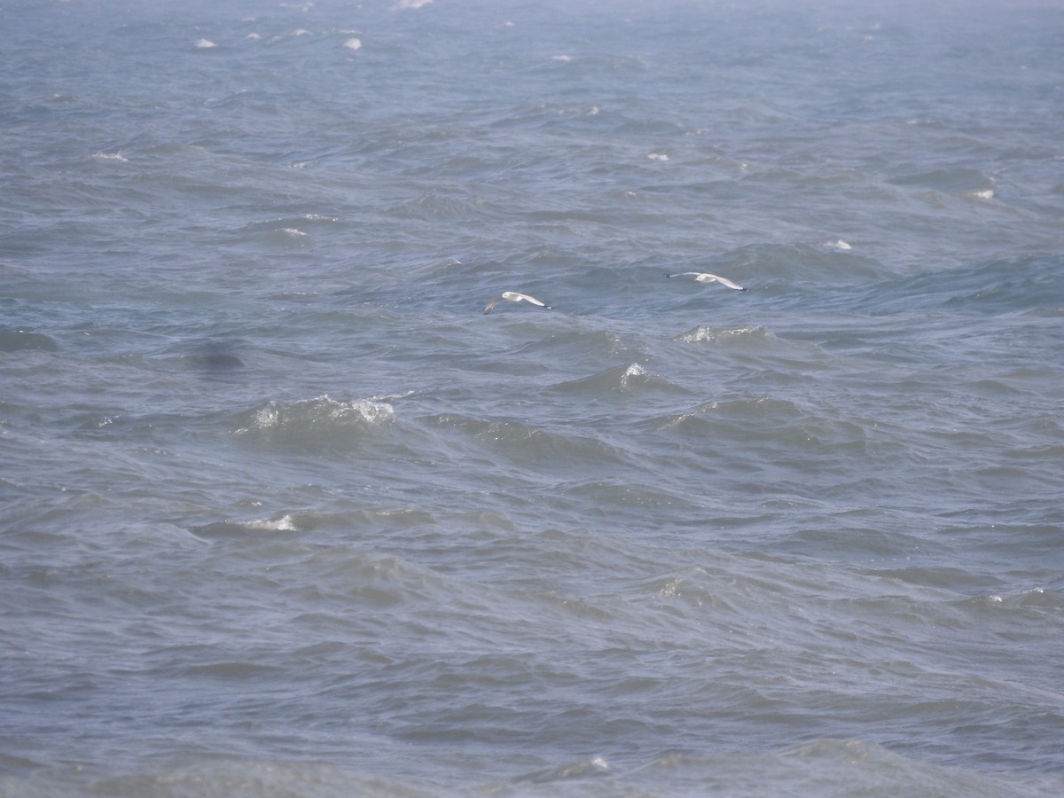 Brown-headed Gull - ML647684152