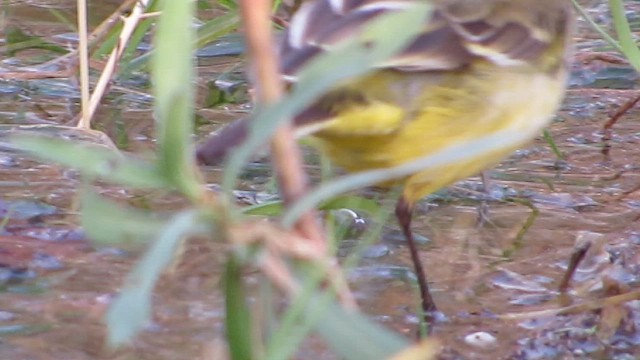 Жёлтая трясогузка - ML647684198