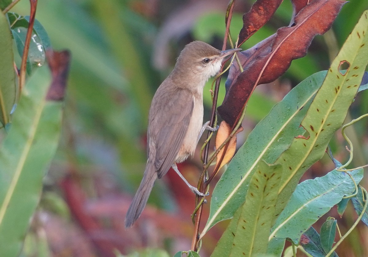 Өмнөдийн охил бялзуухай - ML647684200