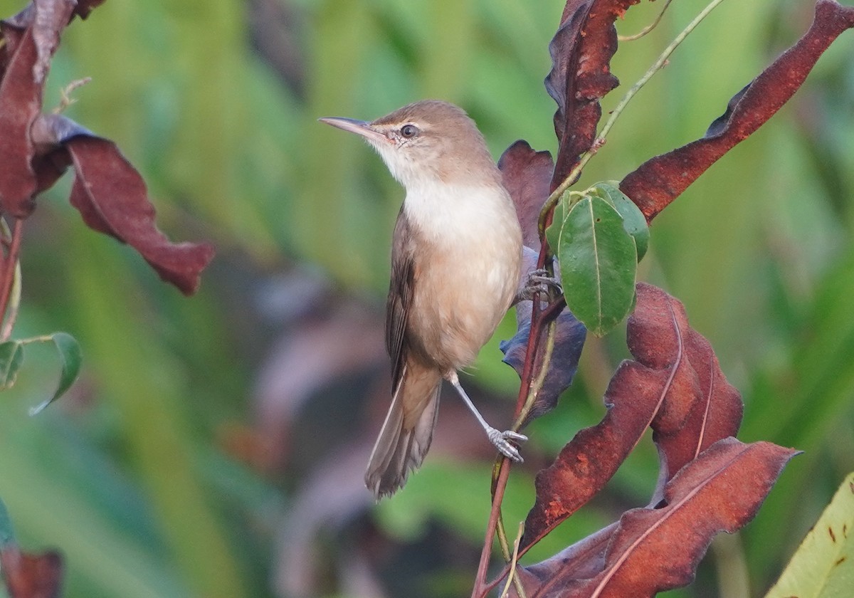 Өмнөдийн охил бялзуухай - ML647684201