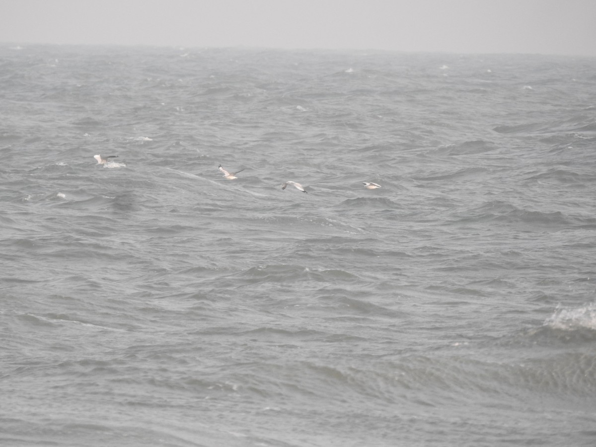 Brown-headed Gull - ML647684232