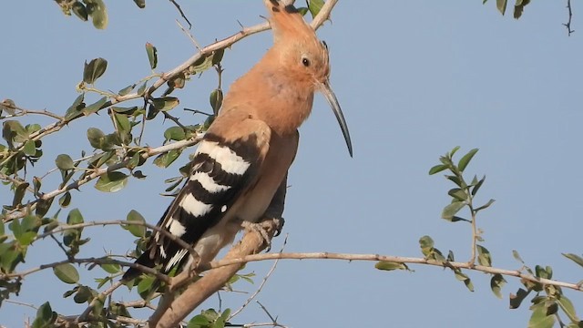 Удод - ML647684236