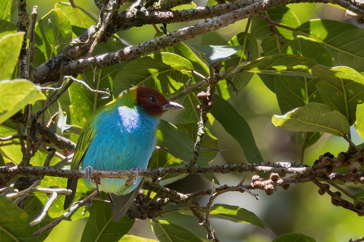 Tangara Cabecibaya - ML647684241