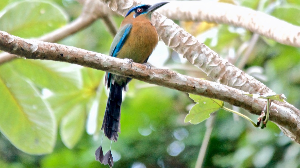 Lesson's Motmot - ML647684257