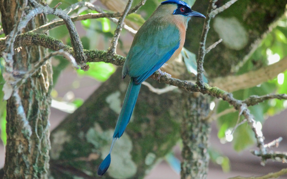 Lesson's Motmot - ML647684265