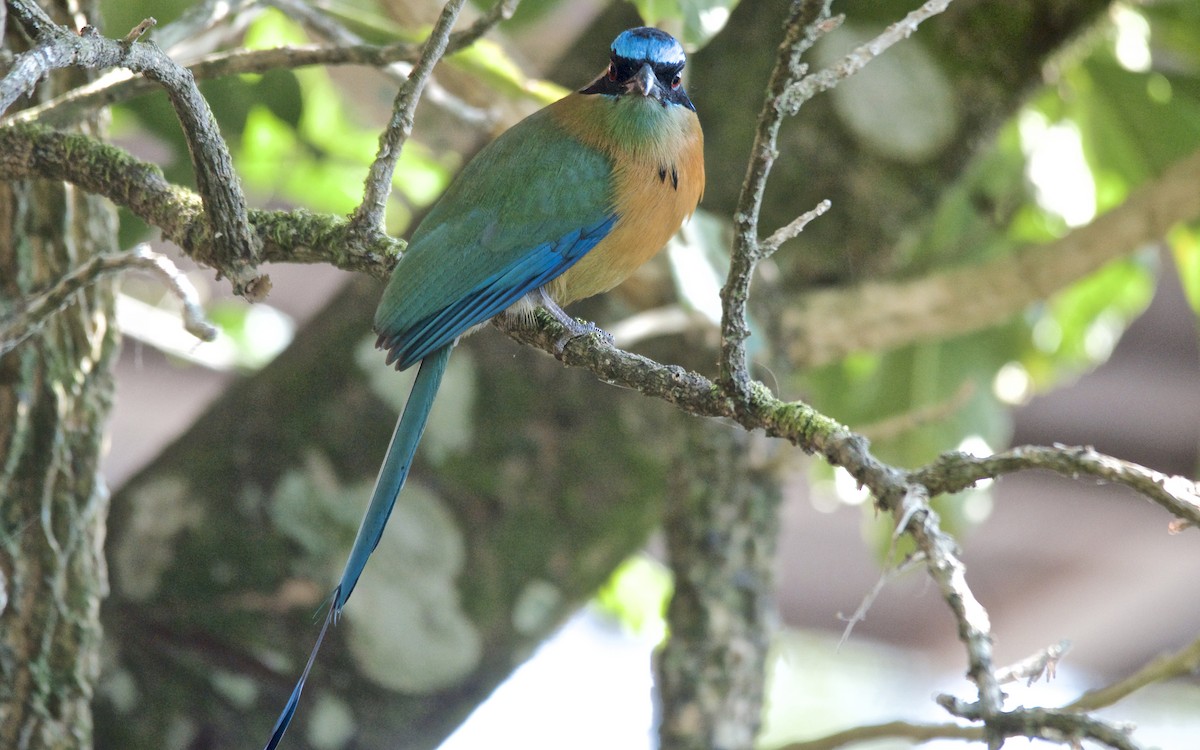 Lesson's Motmot - ML647684290