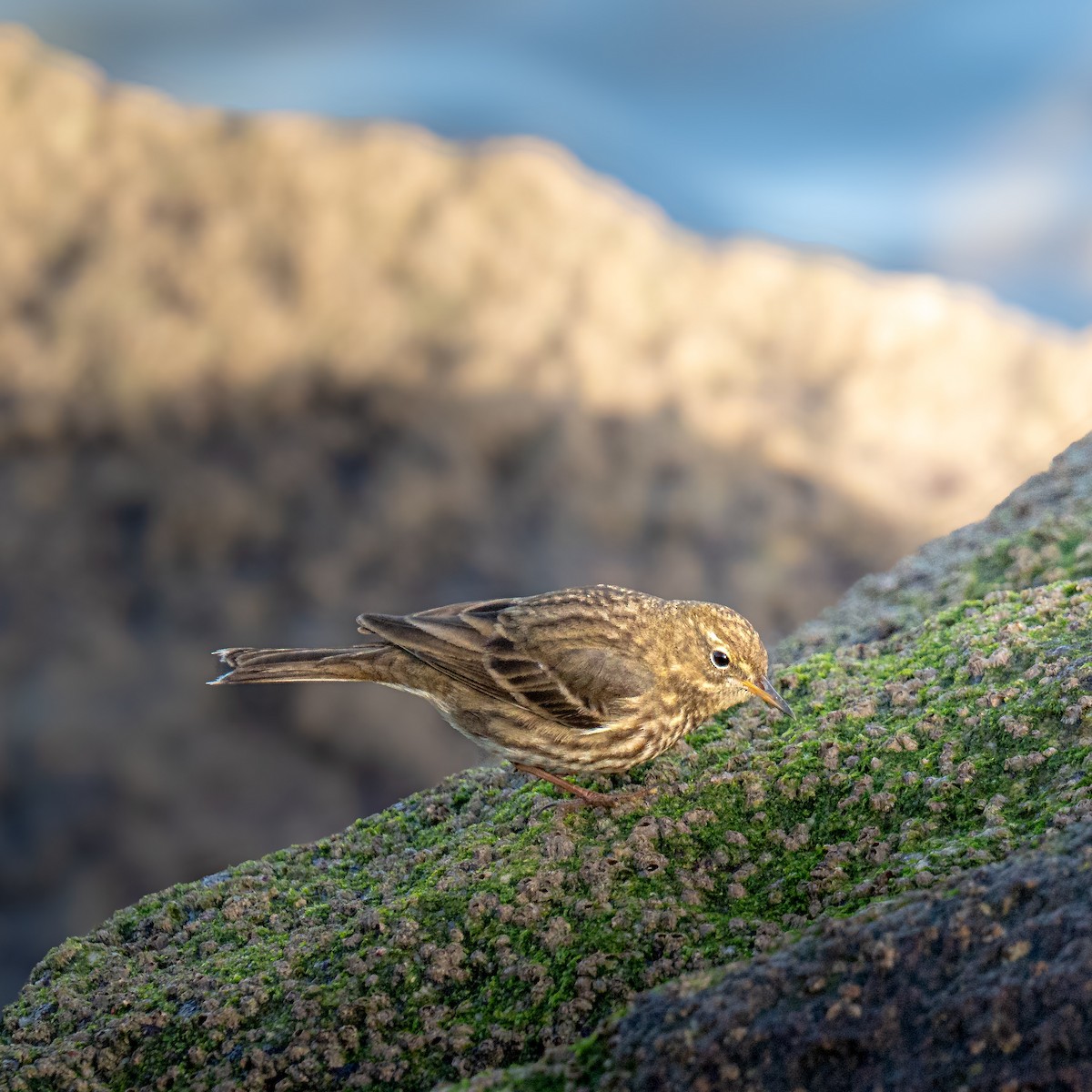 Rock Pipit - ML647684315