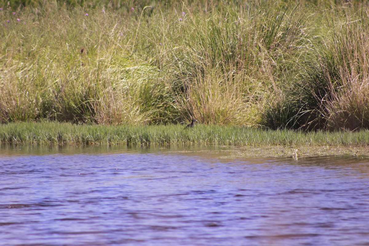 Kurşuni Sukılavuzu - ML647684336