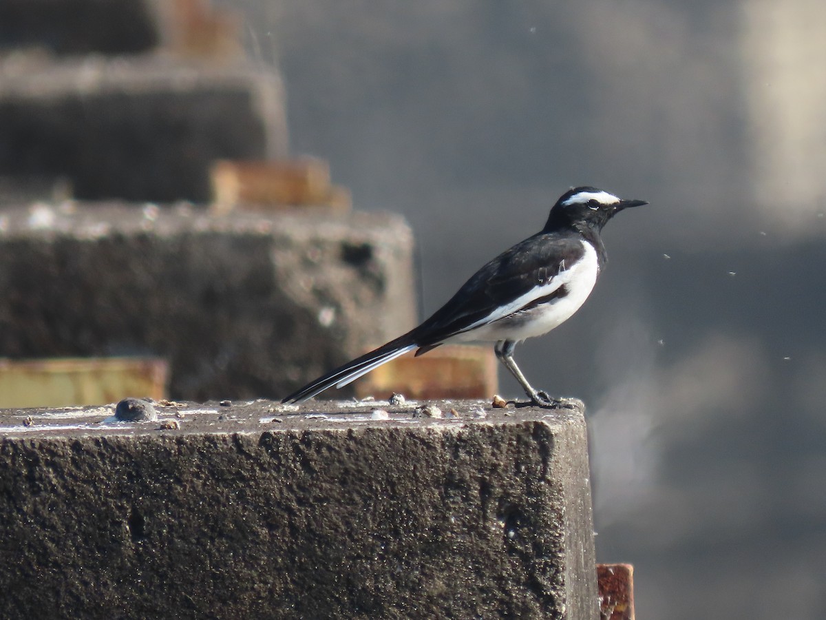 Lavandera India - ML647684350