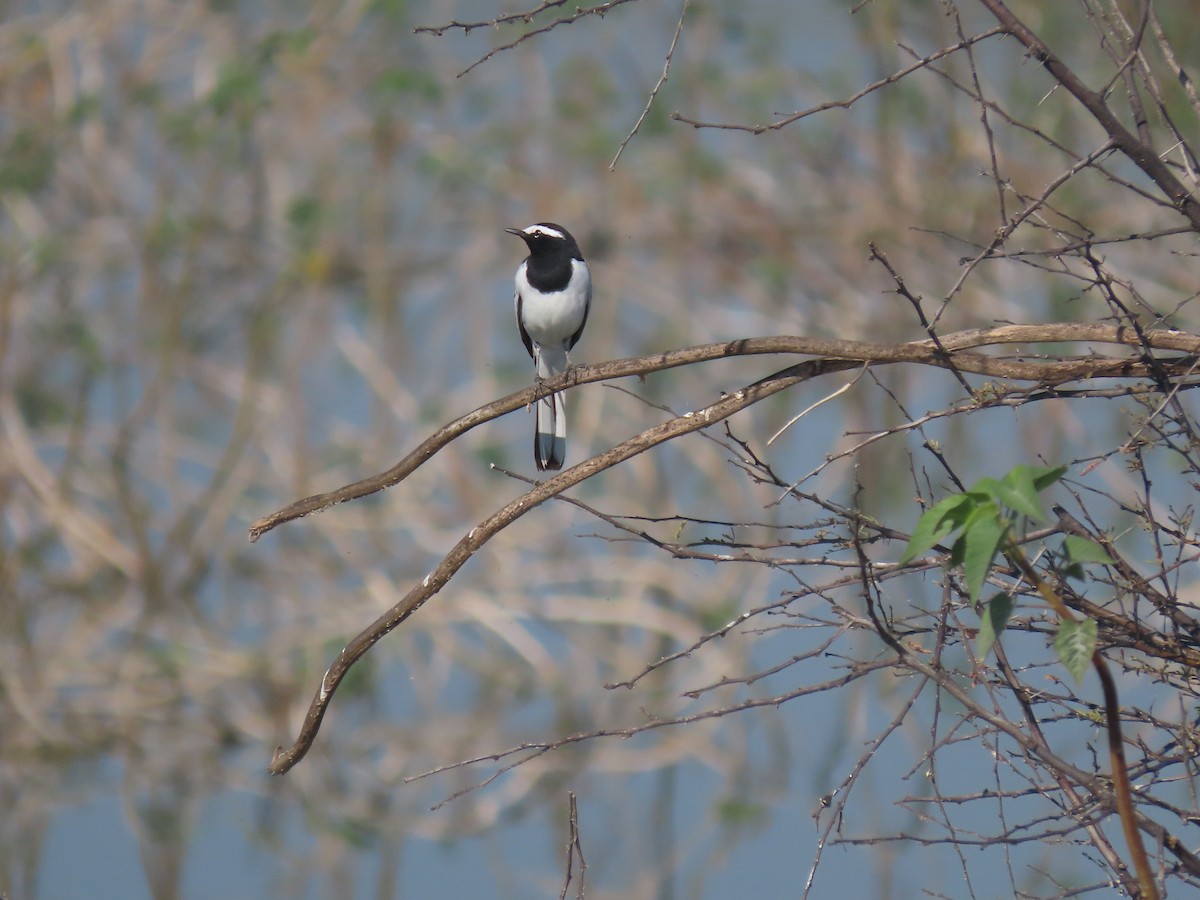 Lavandera India - ML647684351