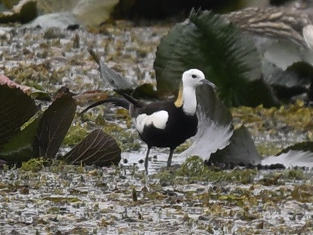 fasanbladhøne - ML647684353