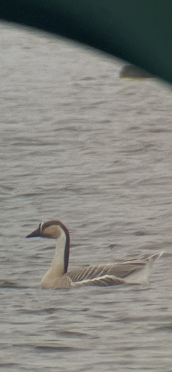 Гуска китайська - ML647684357