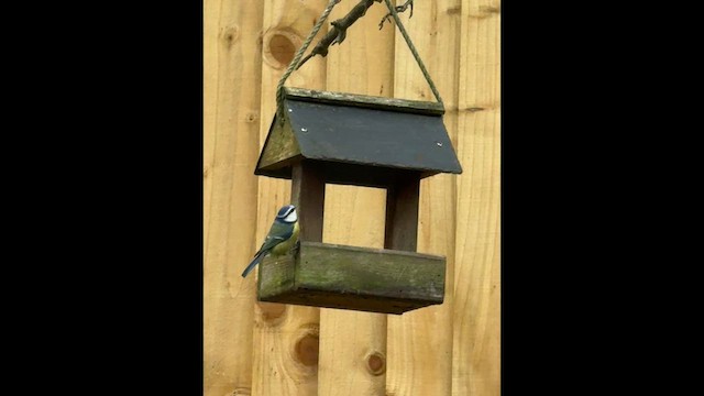 Лазоревка - ML647684362