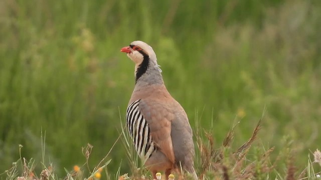 Кеклик - ML647684377