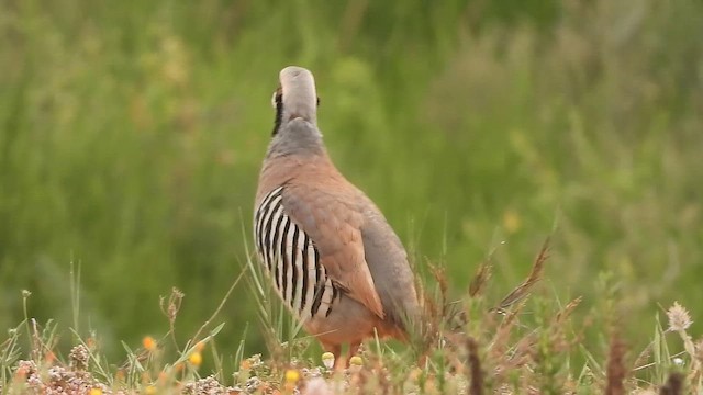 Кеклик - ML647684378