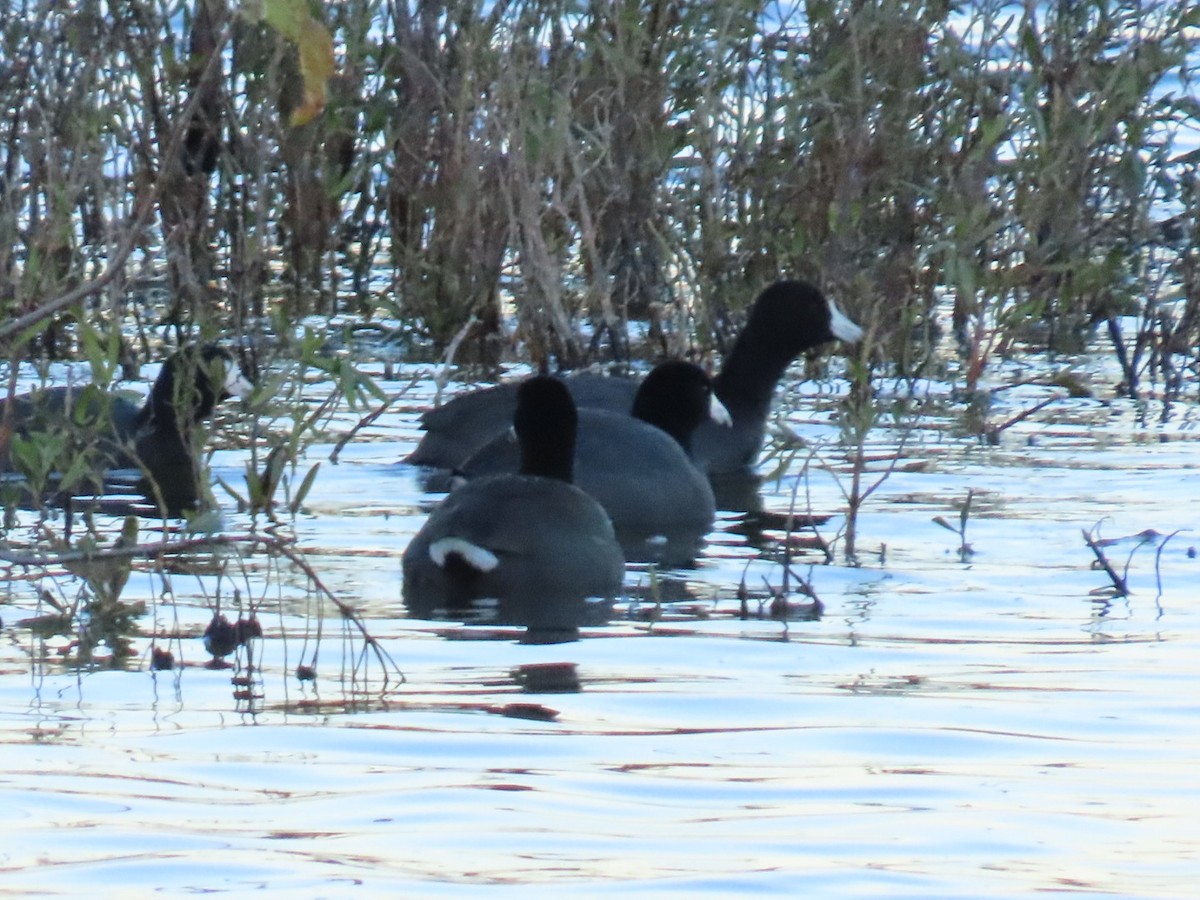 Лиска американська - ML647684392