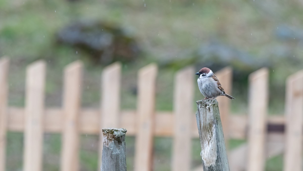 Gorrión Molinero - ML647684425