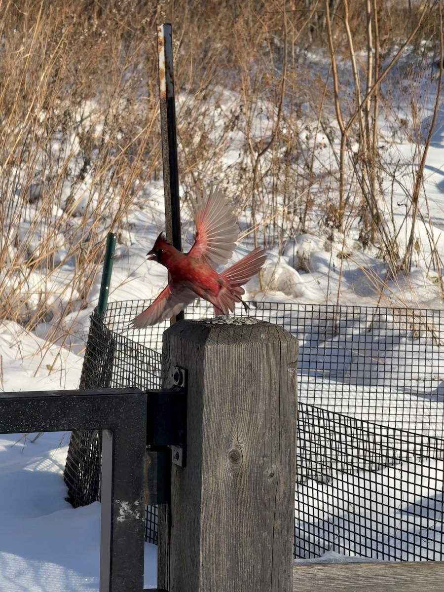 קרדינל צפוני - ML647684440