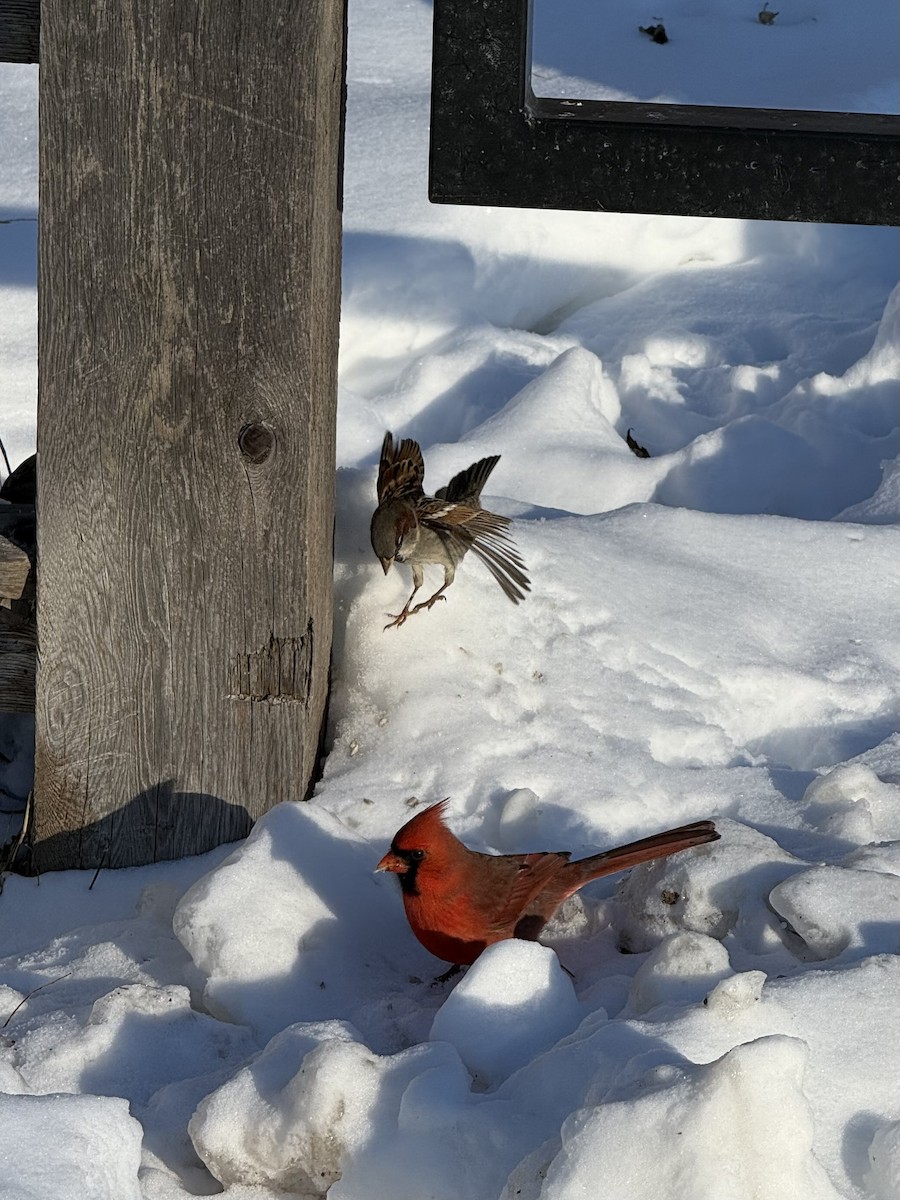 קרדינל צפוני - ML647684441