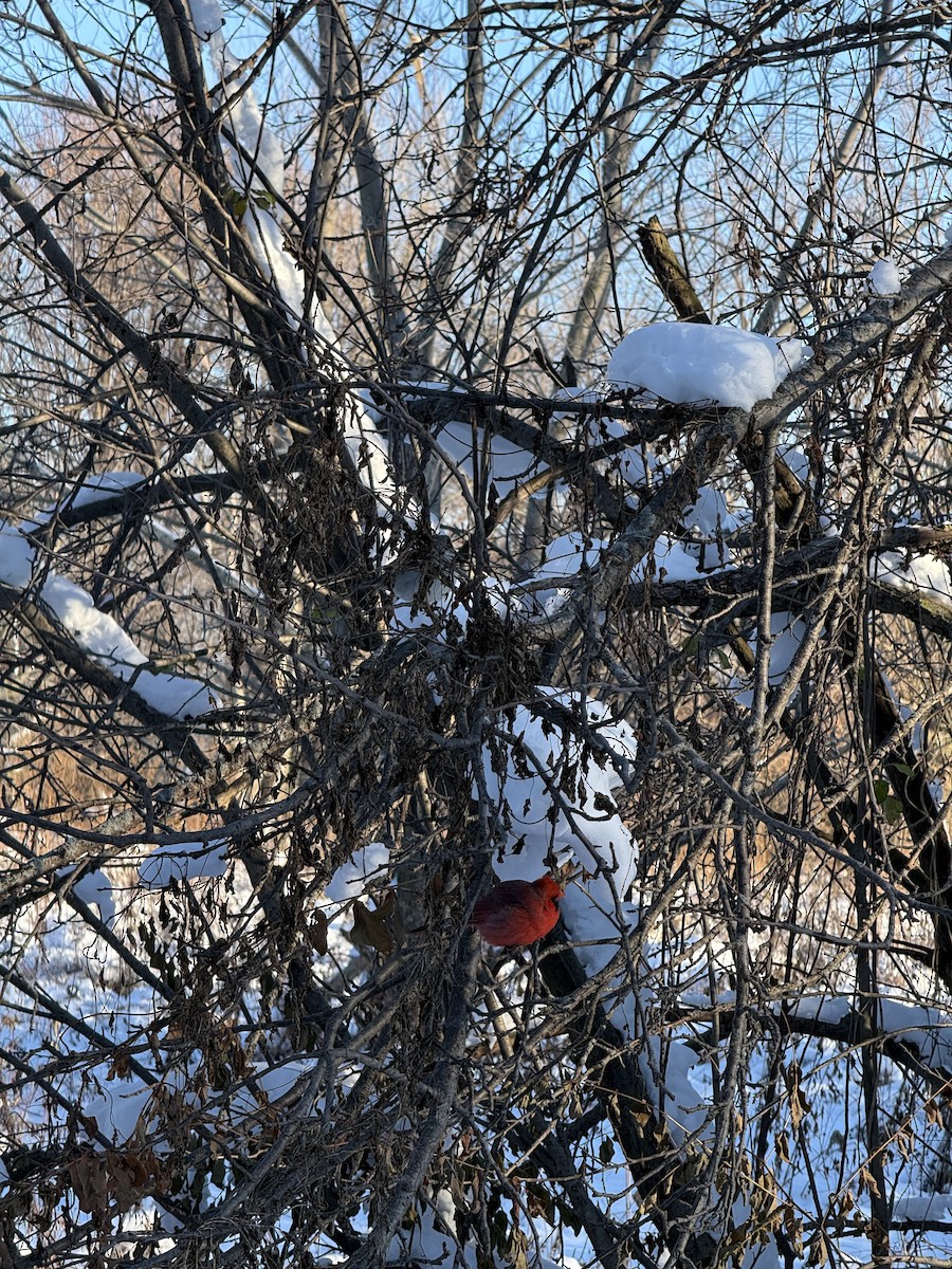 קרדינל צפוני - ML647684442