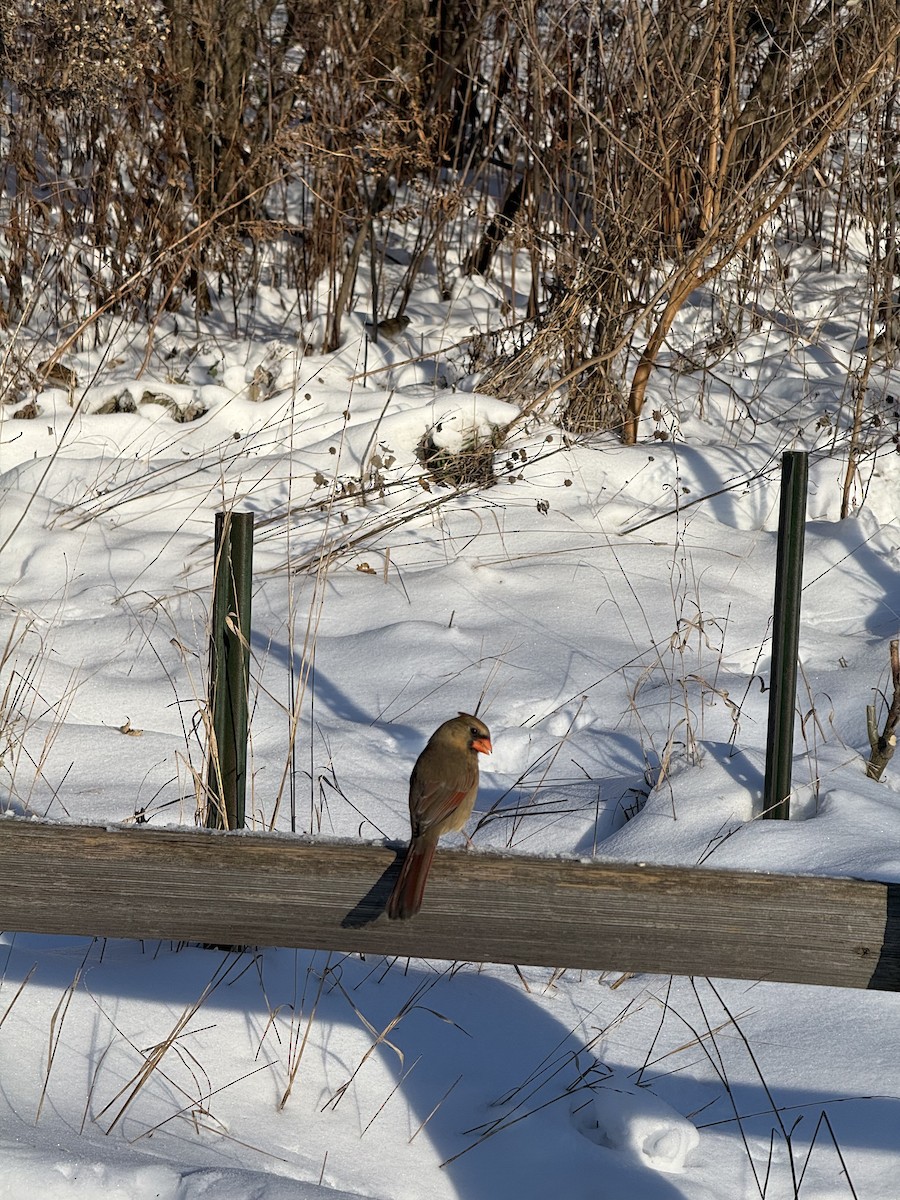 קרדינל צפוני - ML647684443