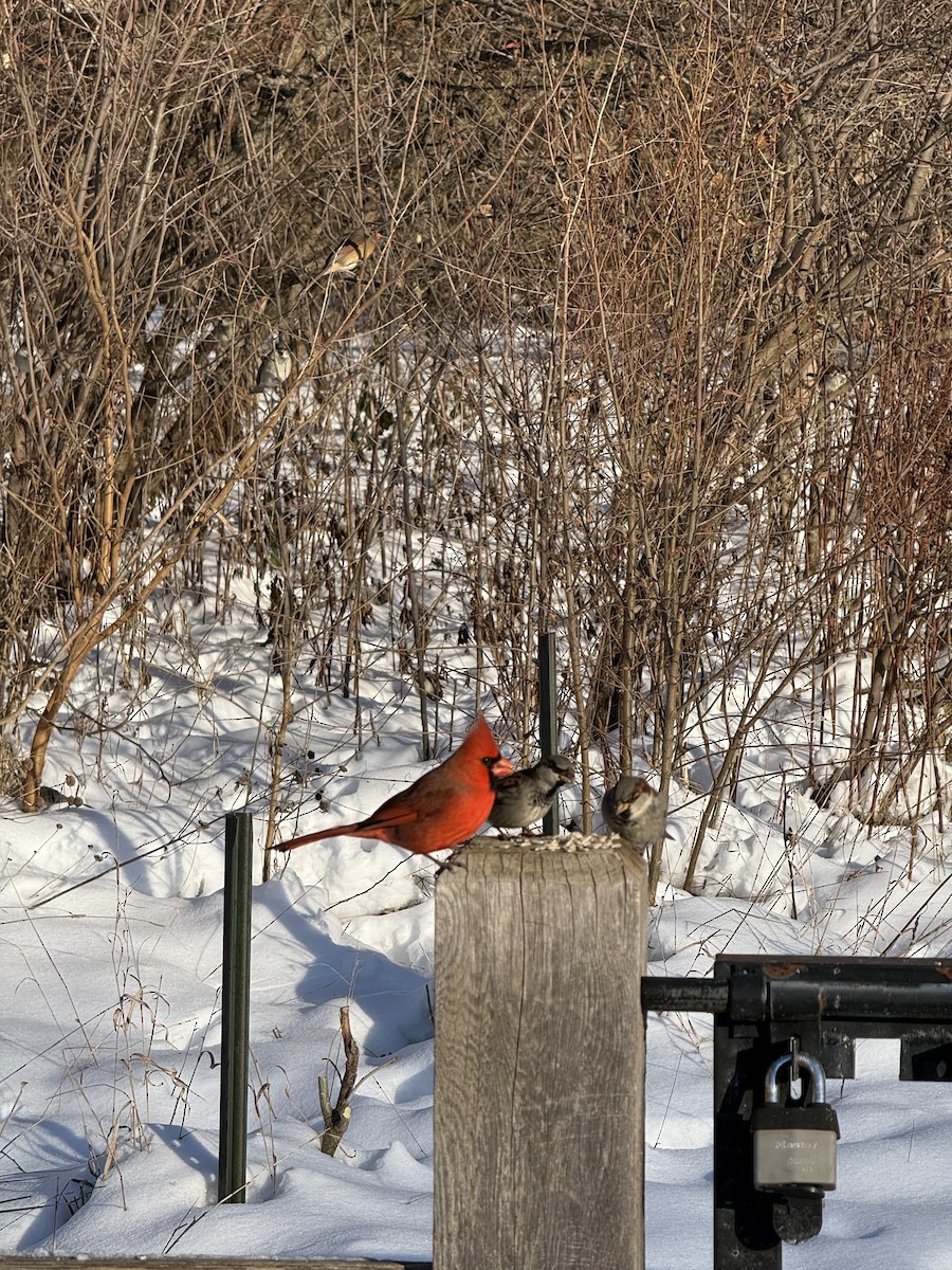 קרדינל צפוני - ML647684444