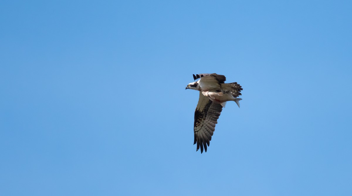 שלך (מערבי) - ML647684483