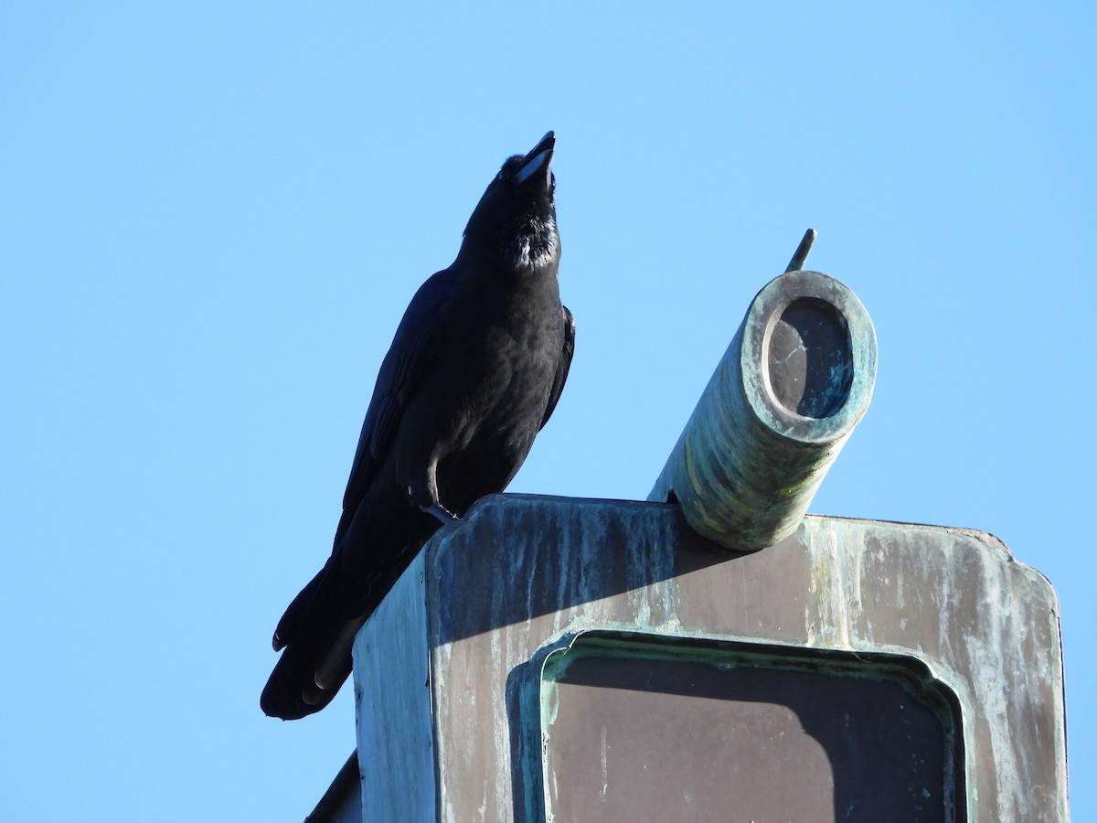 Large-billed Crow - ML647684488