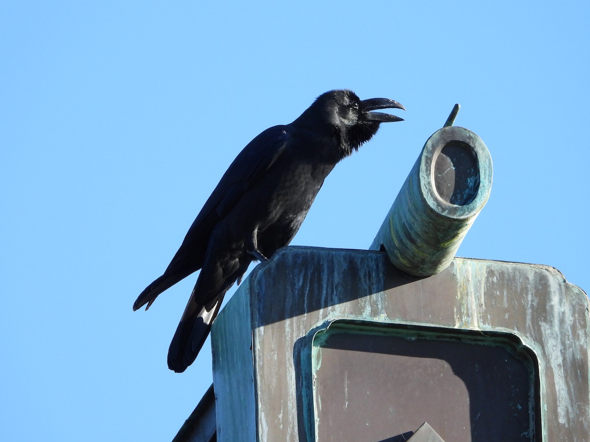 Large-billed Crow - ML647684489
