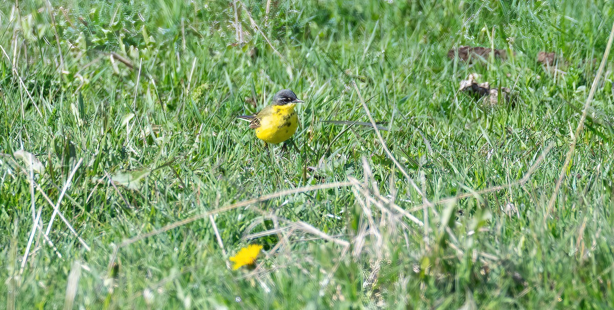 נחליאלי צהוב - ML647684491