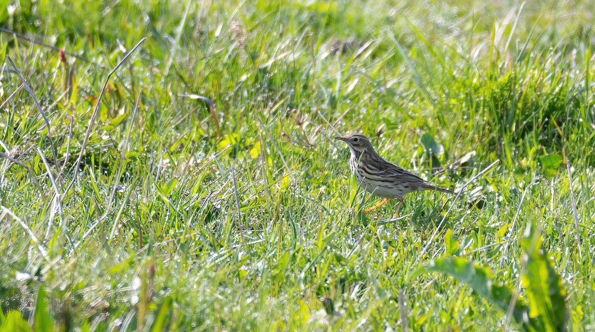 פפיון שדות - ML647684504