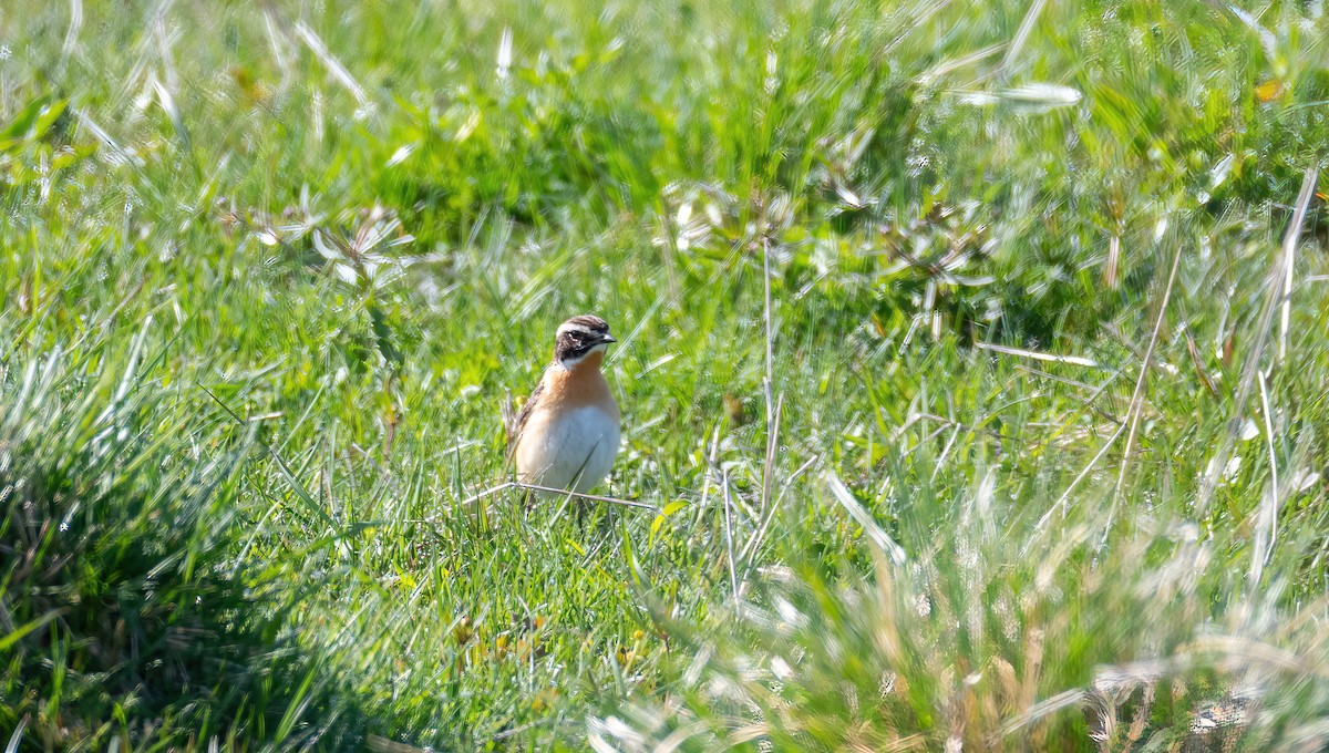 דוחל חום-גרון - ML647684508