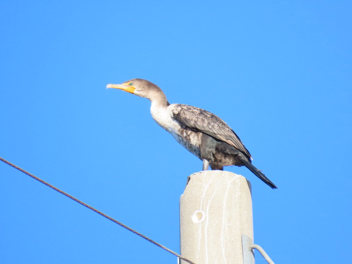 Double-crested Cormorant - ML647684510