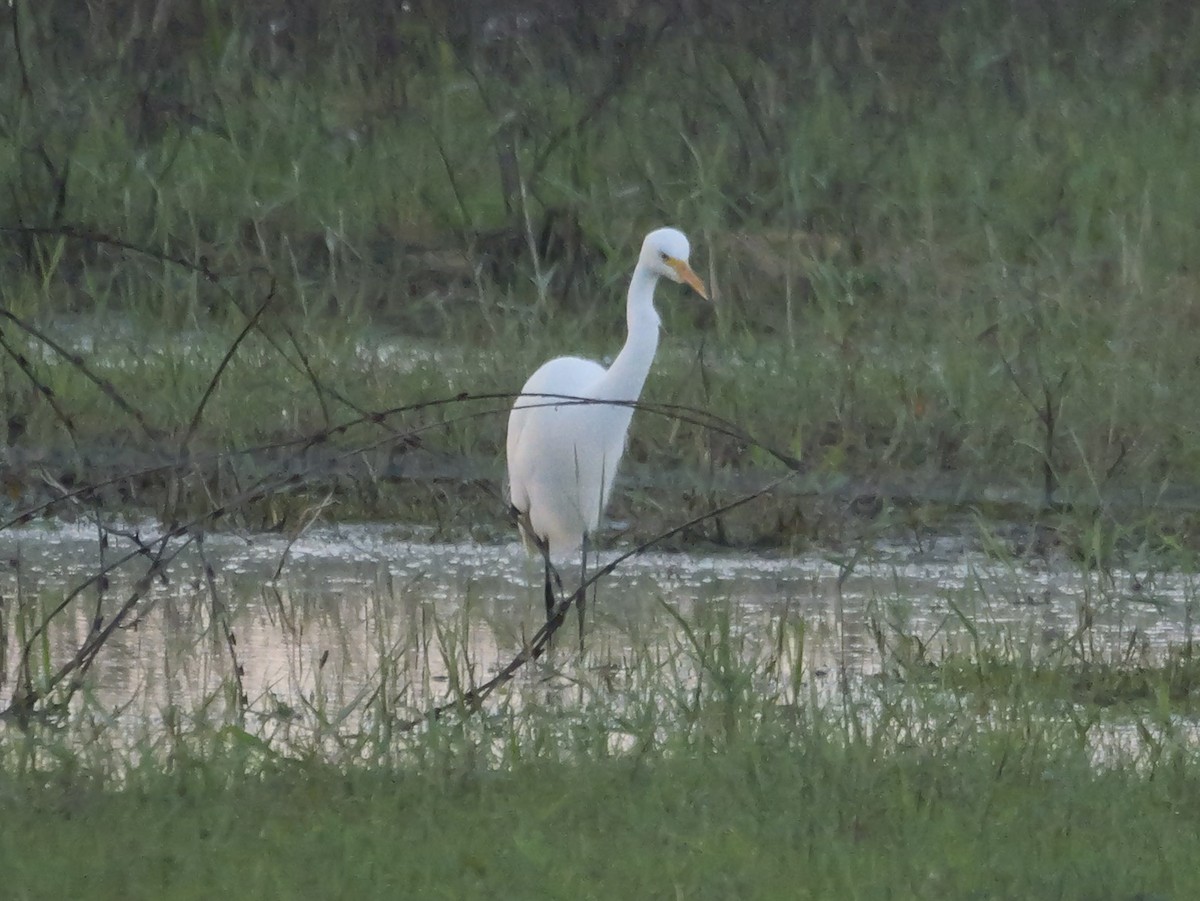 Garceta Grande - ML647684528