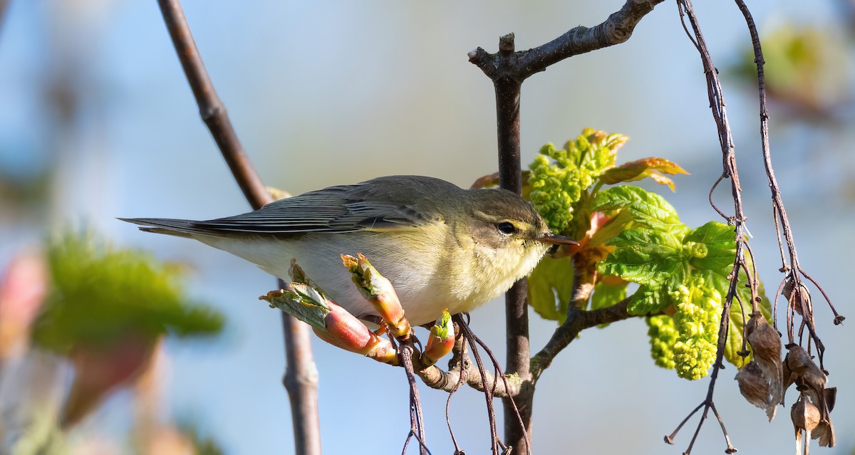 עלווית אפורה - ML647684535