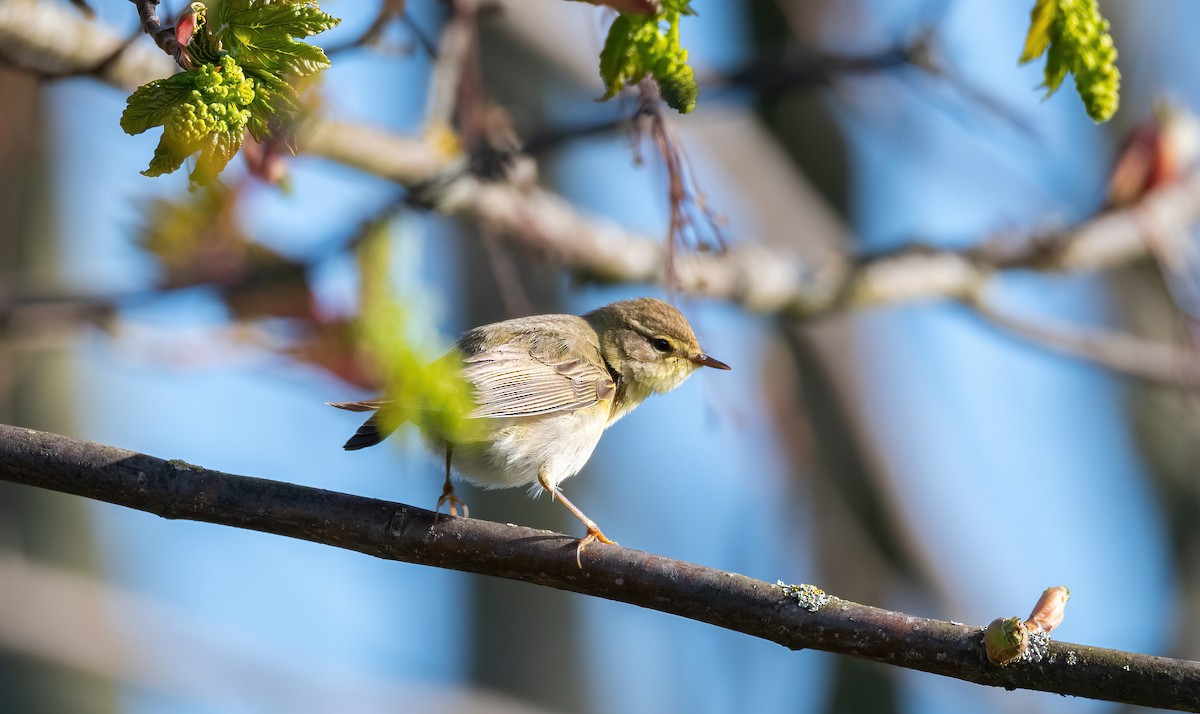 עלווית אפורה - ML647684537