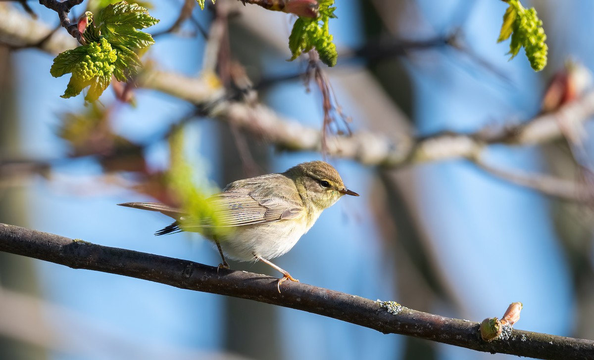 עלווית אפורה - ML647684539