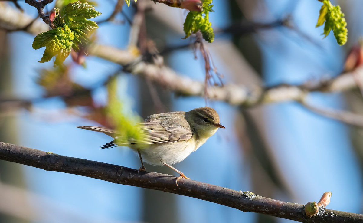 עלווית אפורה - ML647684542