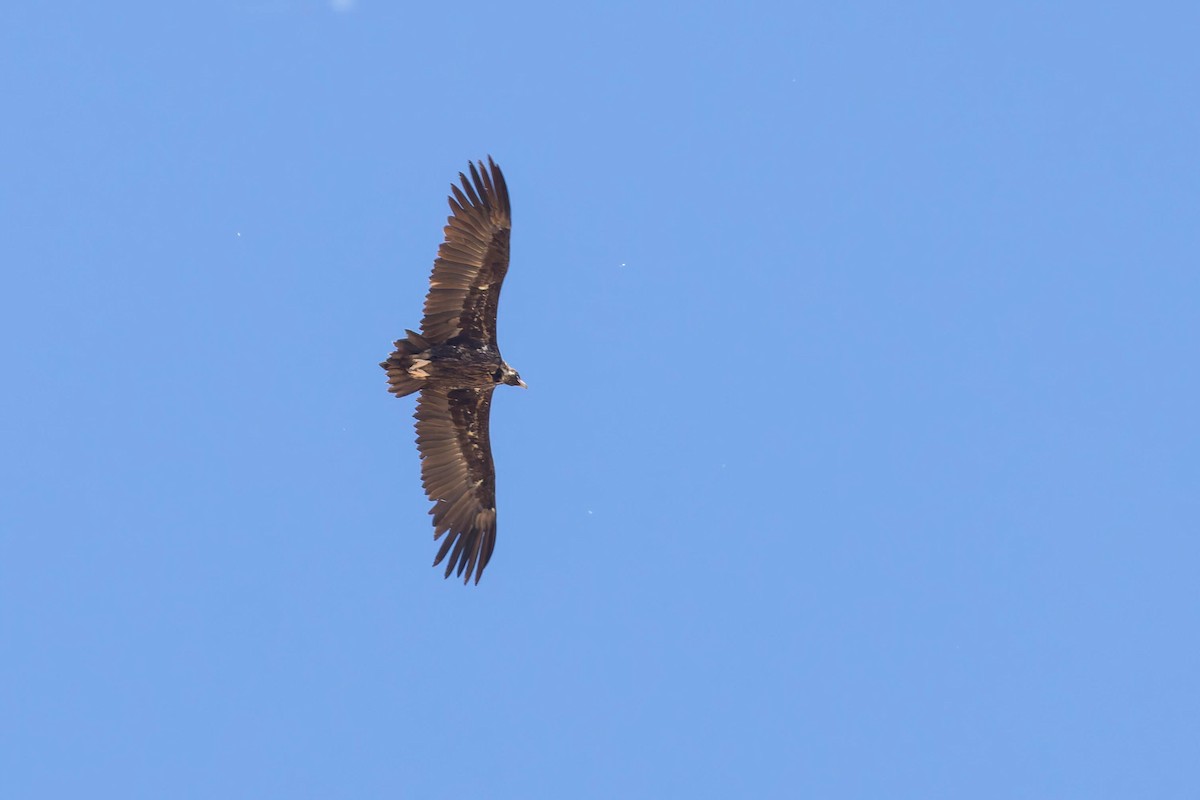 Buitre Negro - ML647684549