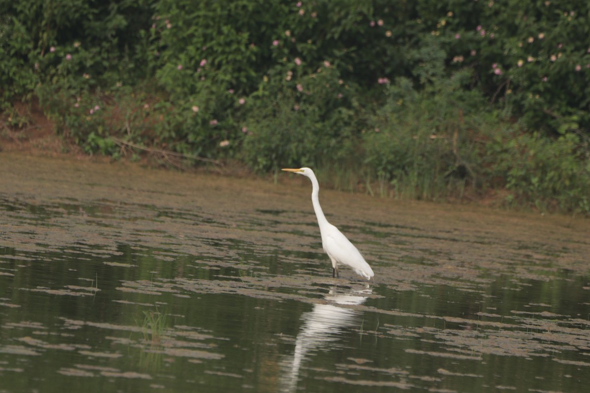 Garceta Grande - ML647684551