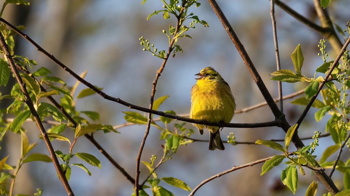 גיבתון צהוב - ML647684567