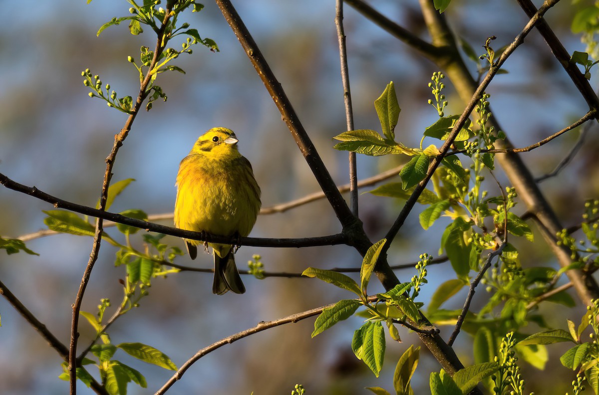 גיבתון צהוב - ML647684571
