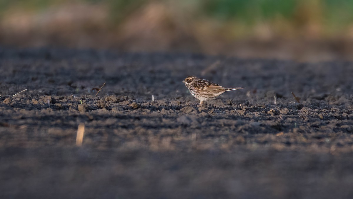 גיבתון סוף - ML647684594