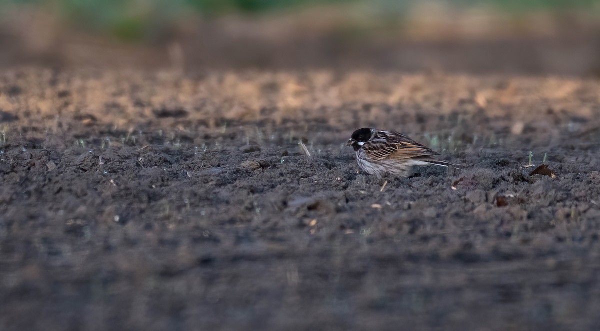 גיבתון סוף - ML647684600