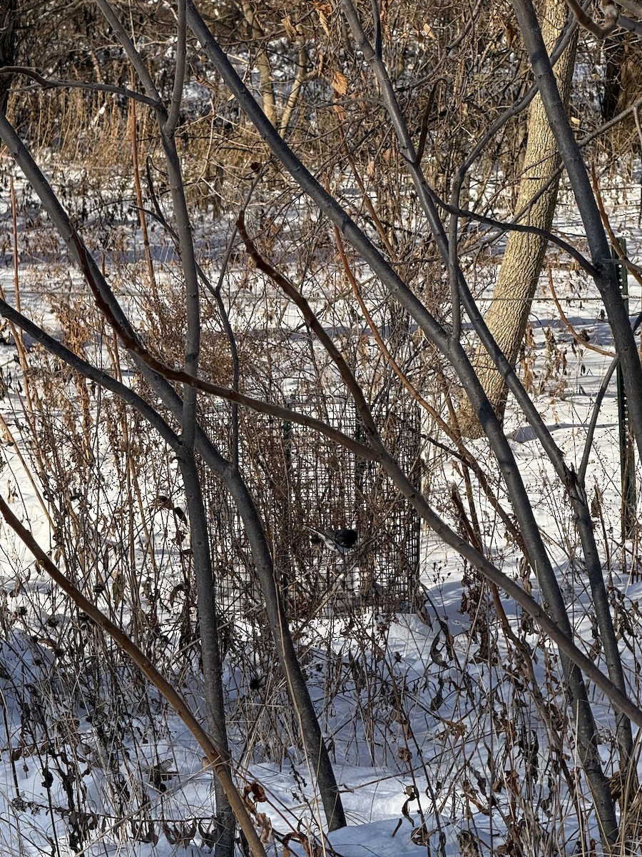 יונקו כהה-עין - ML647684629