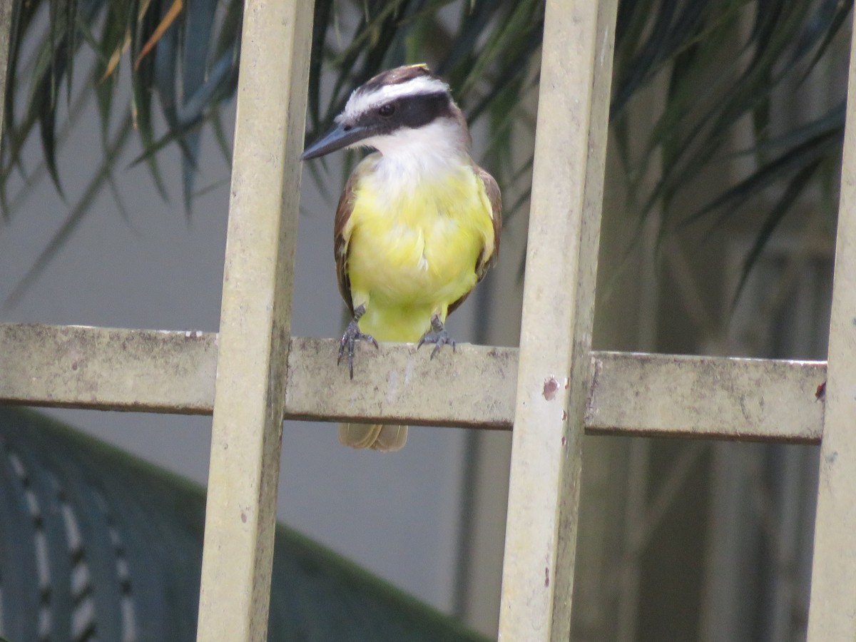 Great Kiskadee - ML647684638