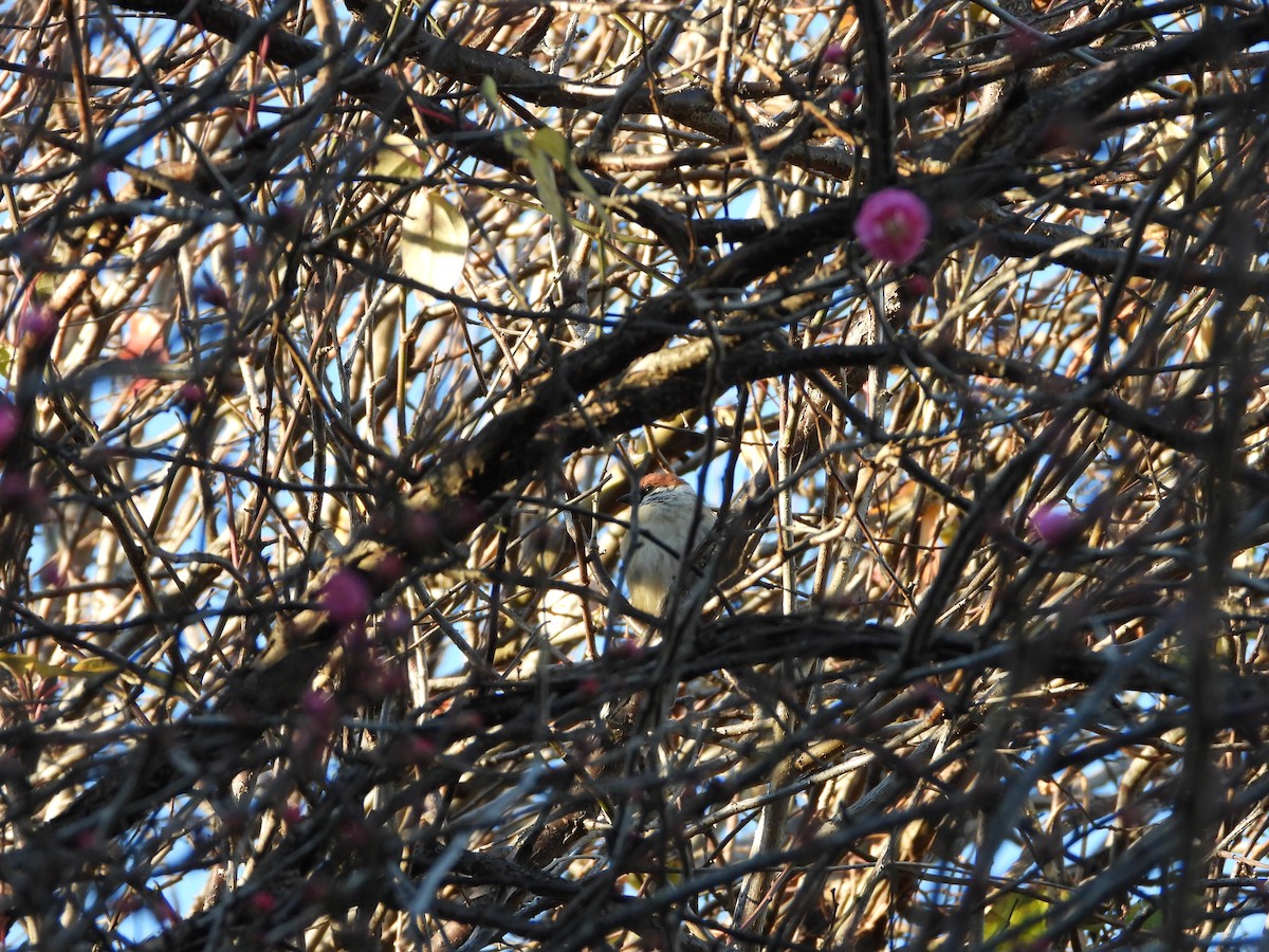 麻雀 - ML647684643